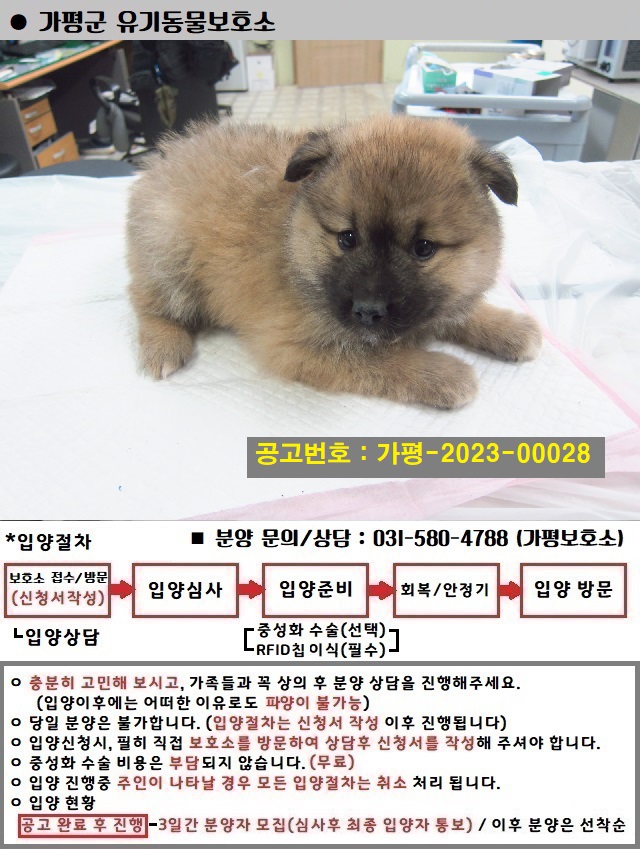 가평군유기동물보호소_441416202300065